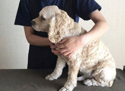 わくどき情報 人と犬の癒し屋さん揉みの樹さんのご紹介 Freiのブログ