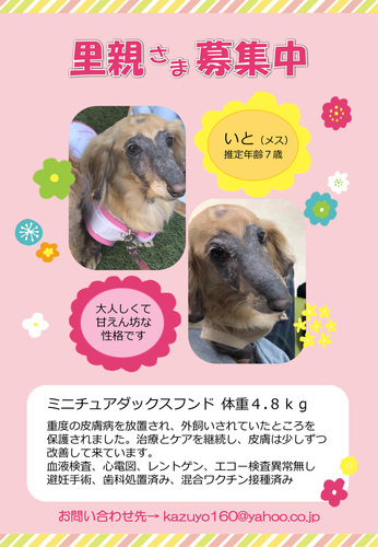 いとちゃん募集.jpg