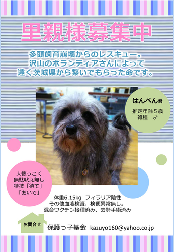 はんぺん.jpg