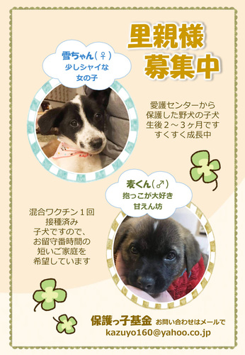 子犬.jpg